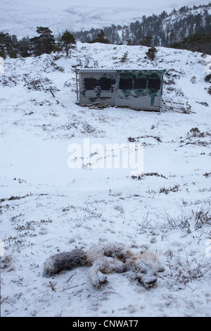 Red Fox cadavere che serve come esca nella parte anteriore della pelle sollevata in montagne coperte di neve, Norvegia, Namdal, Troendelag, Flatanger, Lauvsnes Foto Stock