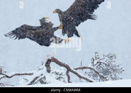 White-tailed sea eagle (Haliaeetus albicilla), di due uccelli combattimenti in aria, Norvegia, Namdal, Troendelag, Flatanger, Lauvsnes Foto Stock