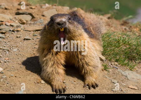 Alpine marmotta (Marmota marmota), che giace di fronte al den, sbadigli, Austria, Parco Nazionale degli Hohe Tauern, Grossglockner Foto Stock