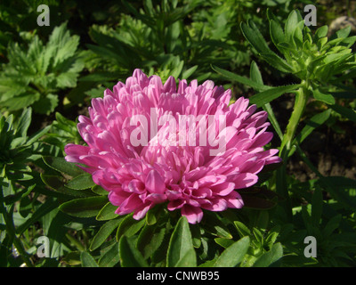 Cinese, aster aster della Cina (Callistephus chinensis), fioritura Foto Stock