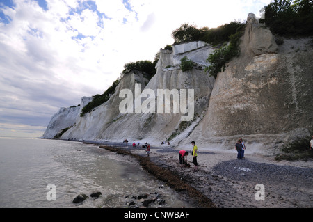 Moens Klint chalk cliffs, Danimarca, Moen, Moens Klint Foto Stock