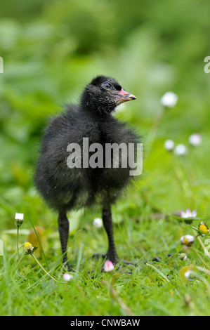 (Moorhen Gallinula chloropus), squeeker in piedi in un prato, Germania Foto Stock