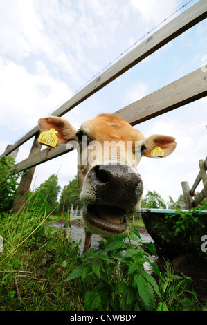 Gli animali domestici della specie bovina (Bos primigenius f. taurus), cercando di telecamera in un cattivo antimanomissione, Svezia Foto Stock