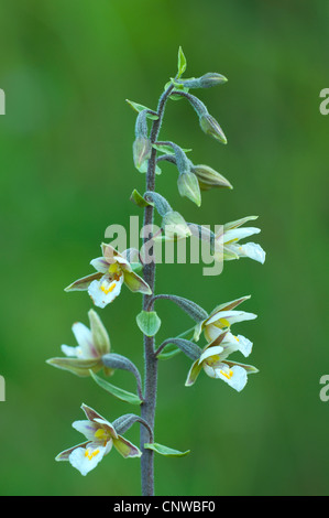 Elleborina palustre (Bergonii palustris), fioritura, Germania Saar Foto Stock