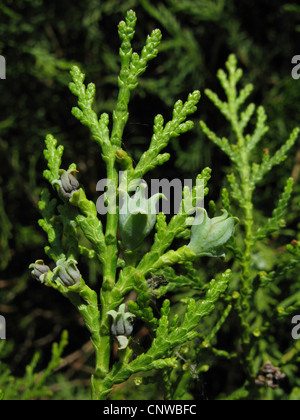 Il cinese arbor vitae (Thuja orientalis, Platycladus orientalis), ramoscello con coni giovani Foto Stock