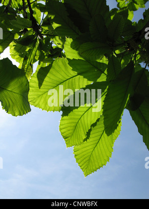 Rovere armeno, Pontine quercia (Quercus pontica), foglie in controluce Foto Stock