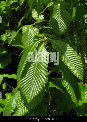 Rovere armeno, Pontine quercia (Quercus pontica), foglie Foto Stock