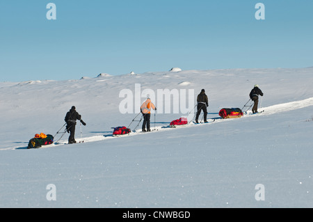 Quattro sciatori con pulk, Svezia, la Lapponia Norrbotten, Sarek National Park Foto Stock