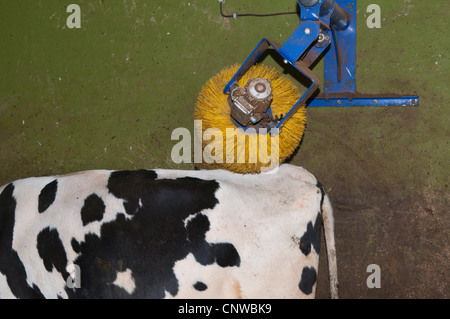 Gli animali domestici della specie bovina (Bos primigenius f. taurus), mucca utilizzando il graffio Macchina a spazzola, Germania Saar Foto Stock