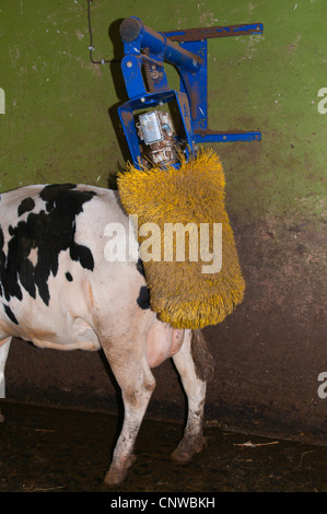 Gli animali domestici della specie bovina (Bos primigenius f. taurus), mucca utilizzando il graffio Macchina a spazzola, Germania Saar Foto Stock