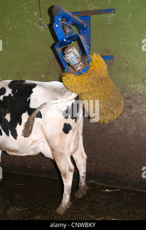 Gli animali domestici della specie bovina (Bos primigenius f. taurus), mucca utilizzando il graffio Macchina a spazzola, Germania Saar Foto Stock