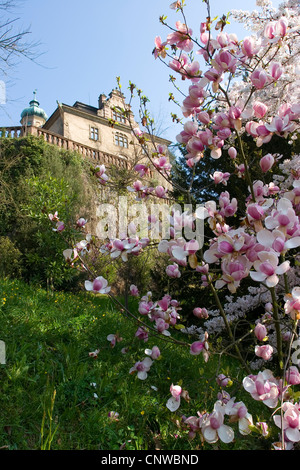 Piattino magnolia (Magnolia x soulangiana, Magnolia soulangiana, Magnolia x soulangeana, Magnolia soulangeana), edificio nella zona termale di Florentiner Berg, Germania Baden-Wuerttemberg, Baden-Baden Foto Stock