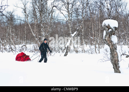 Sciatore tirando un pulk attraverso la neve profonda in corrispondenza di un bordo di una foresta di betulla, Svezia, la Lapponia Norrbotten, Stora Sjoefallet Parco Nazionale Foto Stock