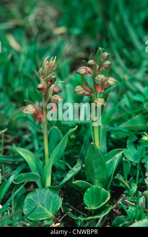 Frog orchid (Coeloglossum viride), due individui in fiore Foto Stock