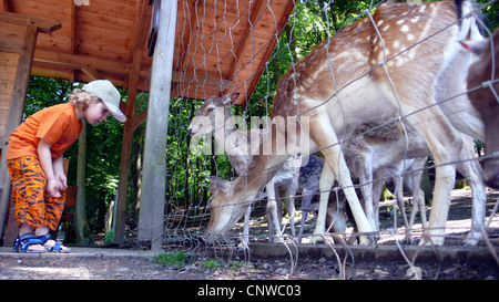 Sika cervo (Cervus nippon), Little Boy cervi di alimentazione in uno zoo Foto Stock