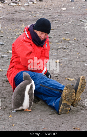 Pinguino gentoo (Pygoscelis papua), l'uomo seduto accanto penguin, Antartide, Isole Aitcho Foto Stock