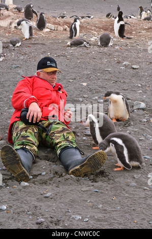 Pinguino gentoo (Pygoscelis papua), uomo disteso accanto ai pinguini, Antartide, Isole Aitcho Foto Stock
