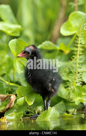 (Moorhen Gallinula chloropus), squeeker su un waterpflant, Germania Foto Stock