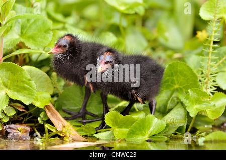 (Moorhen Gallinula chloropus), pulcini in un letto di reed, Germania Foto Stock