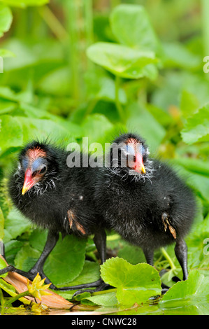 (Moorhen Gallinula chloropus), pulcini in un letto di reed, Germania Foto Stock