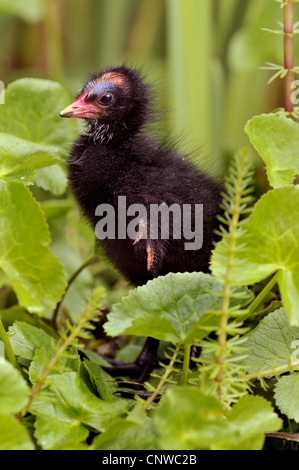 (Moorhen Gallinula chloropus), squeeker su un waterpflant, Germania Foto Stock