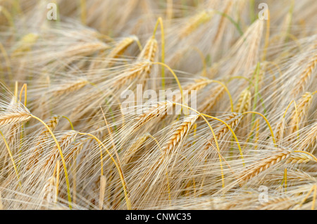 Orzo (Hordeum vulgare), campo di orzo, Germania Foto Stock