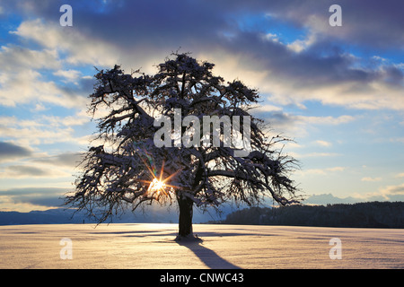 Apple tree (malus domestica), Melo in inverno al mattino, Svizzera, Zuercher bernese Foto Stock