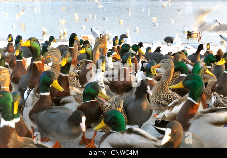 Gruppo von diversi uccelli acquatici, Germania Foto Stock