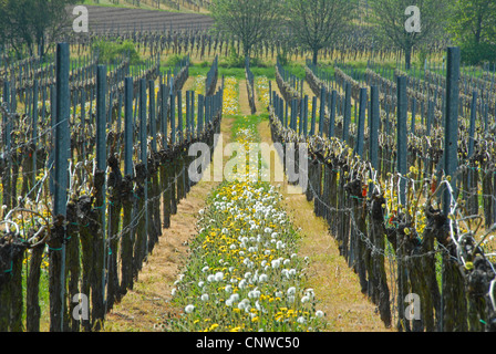 Vigneto in primavera, in Germania, in Renania Palatinato, Palatinato, Itinerario dei vini tedeschi Foto Stock