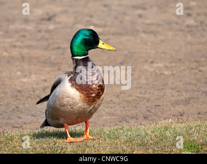 Mallard Duck, maschio, (Anas platyrhynchos), in piedi sulla banca erbosa, Dorset, Inghilterra, Regno Unito. Foto Stock