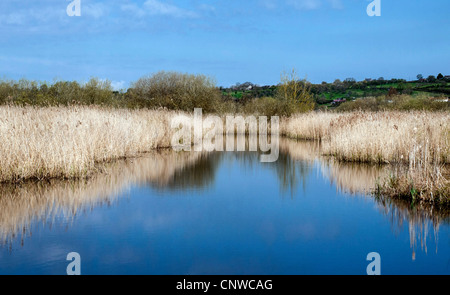 Livelli di Somerset, Shapwick Heath, Riserva Naturale Nazionale, England, Regno Unito Foto Stock