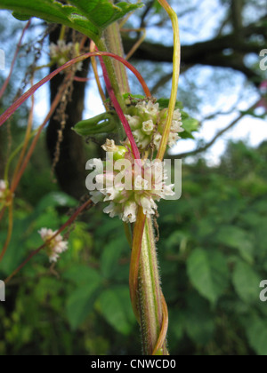 Maggiore tremava (Cuscuta europaea), parasiting su ortica, in Germania, in Renania settentrionale-Vestfalia Foto Stock