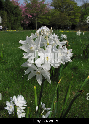 Daffodil (Narcissus 'Paperwhite', Narcisi Paperwhite, Narcissus papyraceus), Tazetta narcisi, cultivar Paperwhite Foto Stock