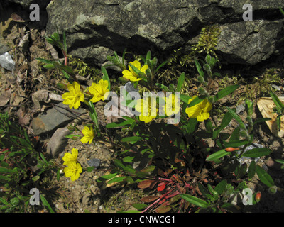 Piccolo sundrops (Oenothera perennis), fioritura Foto Stock