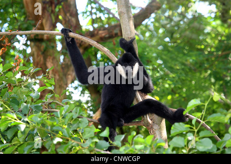 Northern bianco-cheeked gibbone (Nomascus leucogenys), maschio arrampicata su un albero Foto Stock