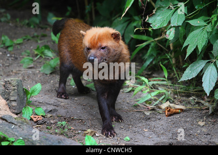 Speoto (Speothos venaticus), in un froest Foto Stock