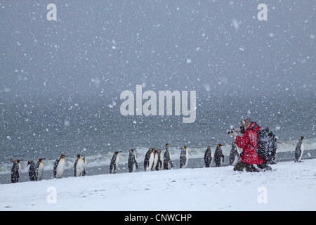 Pinguino reale (Aptenodytes patagonicus), fotographer scattare foto di pinguini in snow flurry, Suedgeorgien, pianure di Salisbury Foto Stock