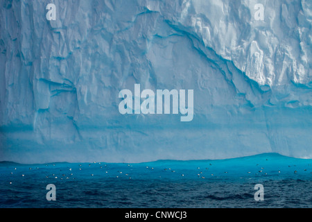 Pintado petrel, Antartico cape petrel (Daption capense), nuoto nel mare in acqua blu nella parte anteriore di un iceberg, Antartide Foto Stock