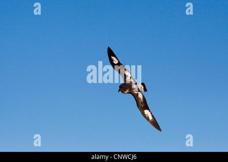 Pintado petrel, Antartico cape petrel (Daption capense), volare, Antartide, Cape Petrel Foto Stock