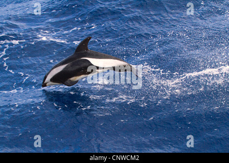 Clessidra dolphin, southern white-sided dolphin (Lagenorhynchus cruciger), saltando e Antartide Foto Stock