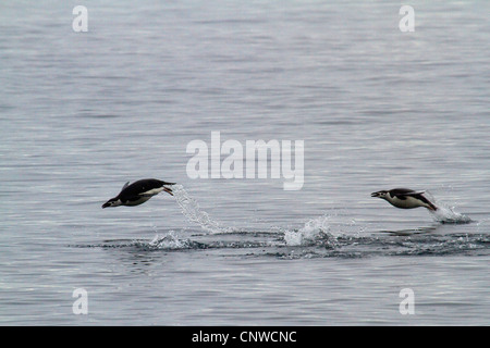 Barbuto, dei pinguini pinguini Chinstrap (Pygoscelis Antartide, Pygoscelis antarcticus), nuoto nel mare del Sud, Antartide Foto Stock