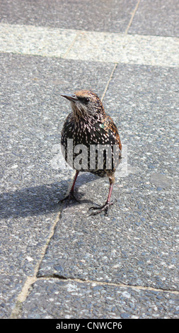 Starling comune (Sturnus vulgaris), di accattonaggio bird su pavimentazione in calcestruzzo Foto Stock