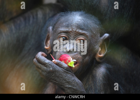 Bonobo, scimpanzé pigmeo (Pan paniscus), giovani bonobo mangiare un frutto rosso Foto Stock