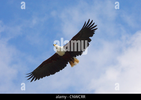 African fish eagle (Haliaeetus vocifer), flying Foto Stock