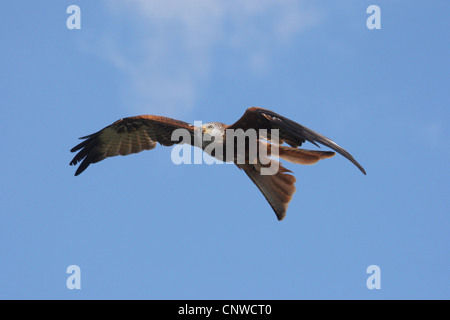 Nibbio reale (Milvus milvus), flying Foto Stock