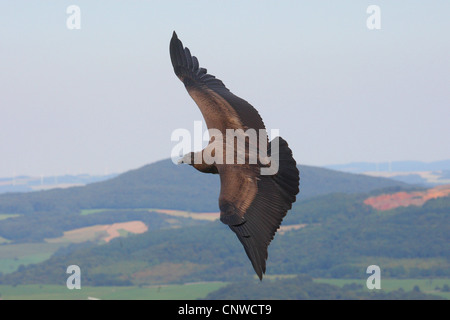 Condor andino (Vultur gryphus), flying Foto Stock