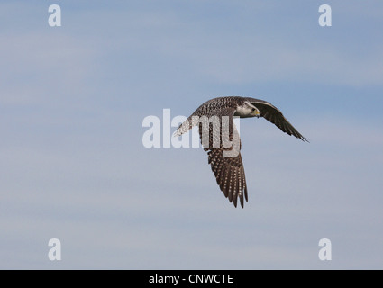 Saker falcon (Falco cherrug), flying Foto Stock