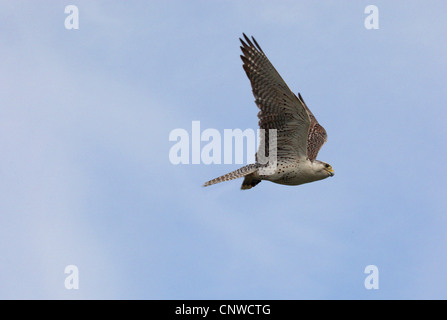 Saker falcon (Falco cherrug), flying Foto Stock