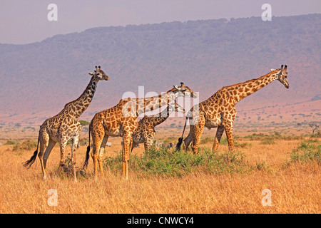 Masai giraffe (Giraffa camelopardalis tippelskirchi), gruppo nella savana, Kenia Masai Mara National Park Foto Stock