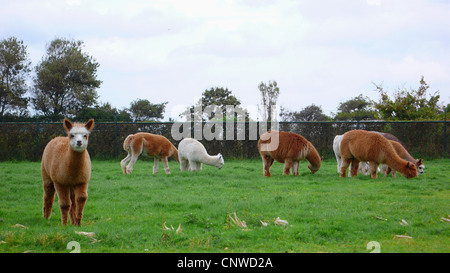 Alpaca (Lama pacos), pascolo allevamento in un paddock, unico animale quasi curiosamente Foto Stock